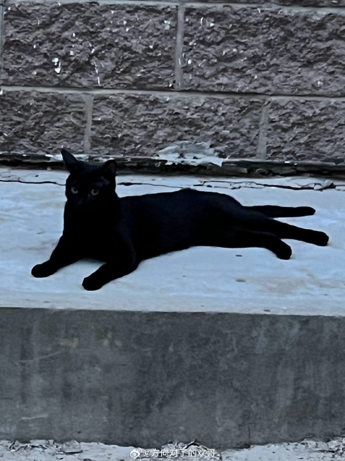 黑猫1未删减版手机在线黑猫电影未删减版迅雷下载-第1张图片-太平洋在线下载