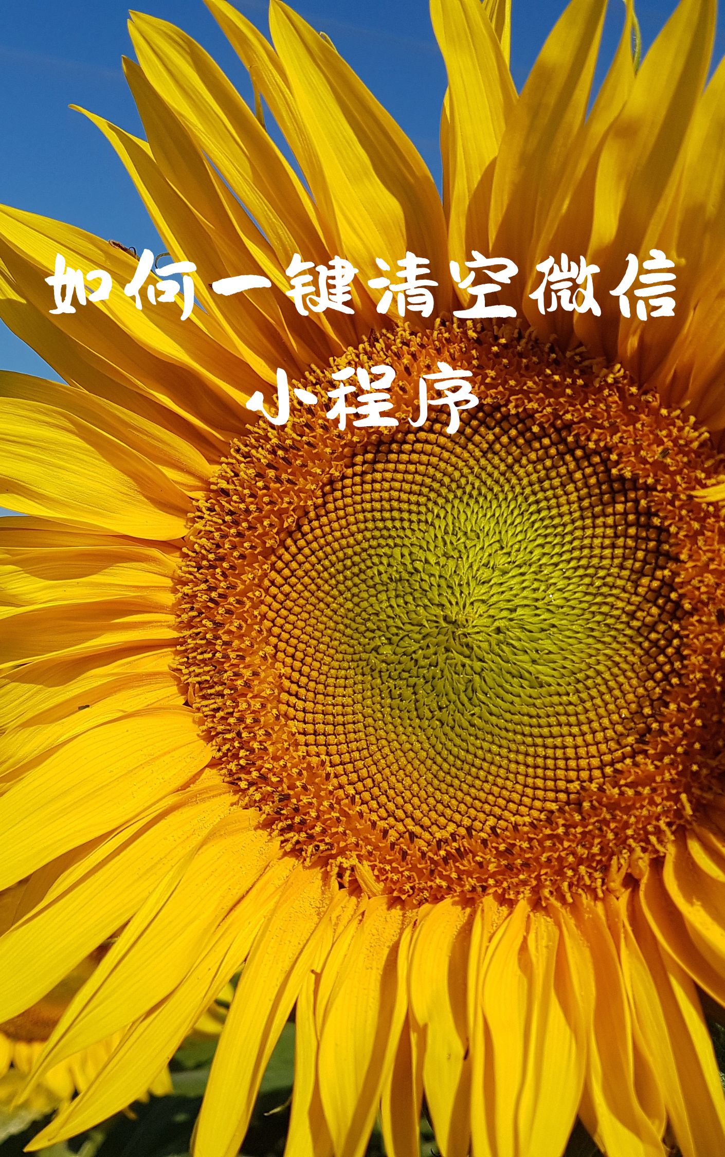 微信编辑器手机版96微信公众号编辑器手机版